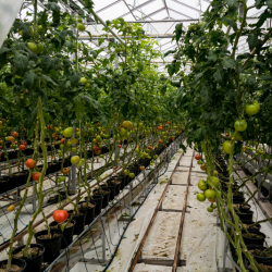 Tomato-growing greenhouse, former armory, Samokov